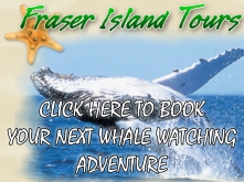 whale tours
